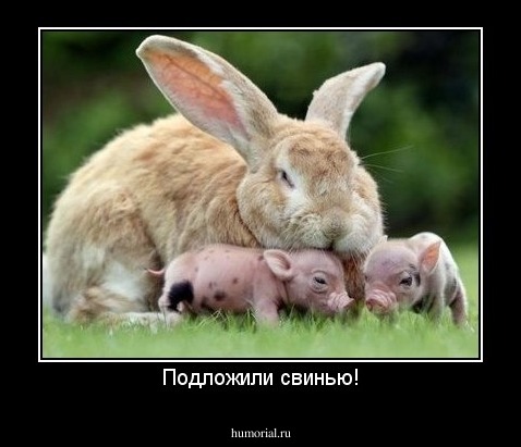 Подложили свинью!