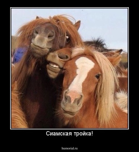 Сиамская тройка!