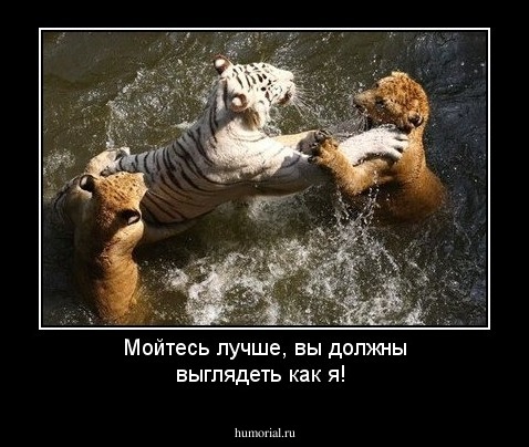 Мойтесь лучше, вы должны выглядеть как я!