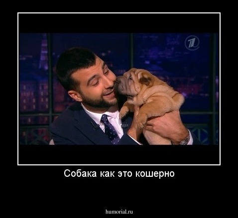 Собака как это кошерно
