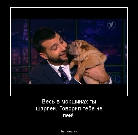 Весь в морщинах ты шарпей. Говорил тебе не пей!