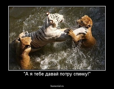 "А я тебе давай потру спинку!"