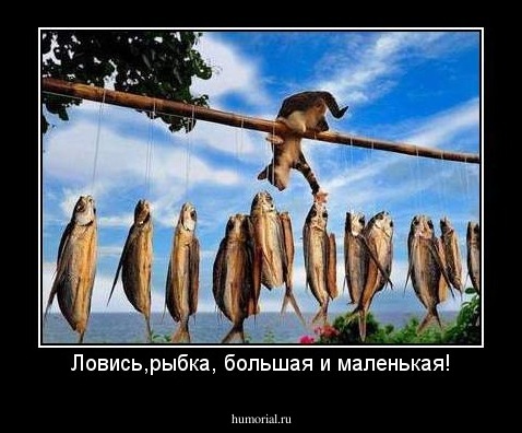 Ловись,рыбка, большая и маленькая!