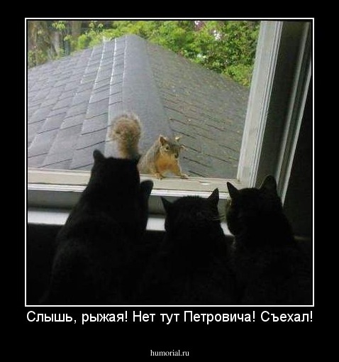 Слышь, рыжая! Нет тут Петровича! Съехал!