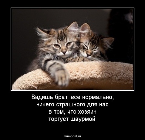 Видишь брат, все нормально, ничего страшного для нас в том, что хозяин торгует шаурмой
