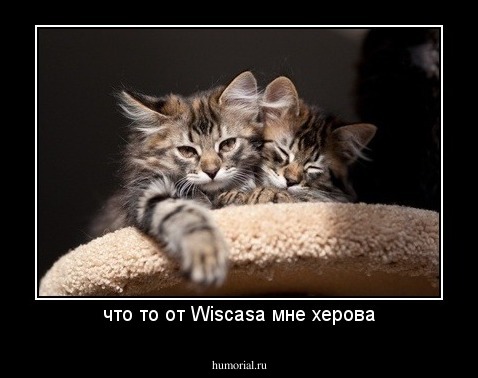 что то от Wiscasa мне херова