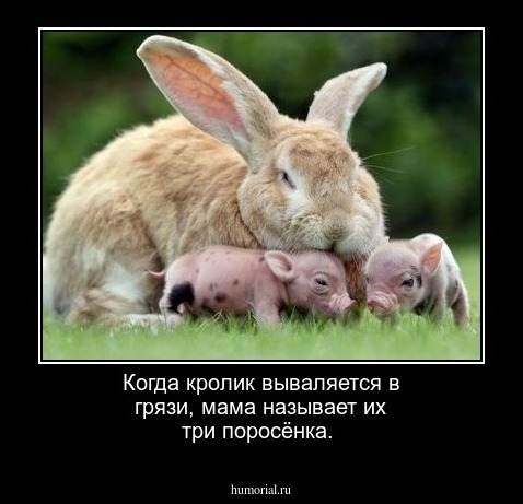 Когда кролик вываляется в грязи, мама называет их три поросёнка.