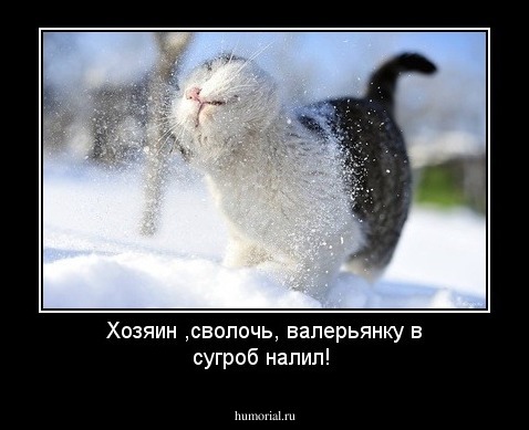 Хозяин ,сволочь, валерьянку в сугроб налил!