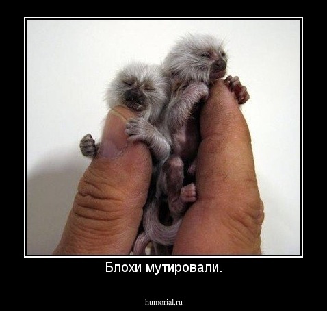Блохи мутировали.