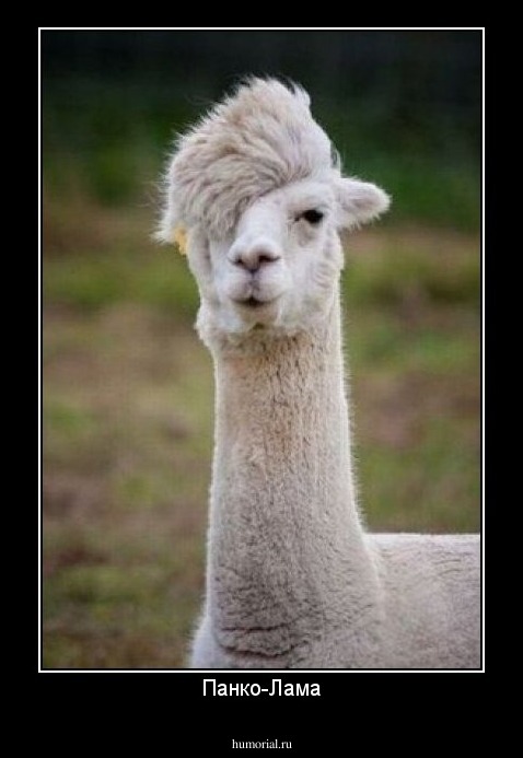 Панко-Лама
