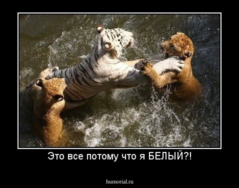 Это все потому что я БЕЛЫЙ?!