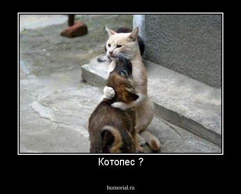 Котопес ?