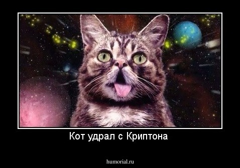 Кот удрал с Криптона 