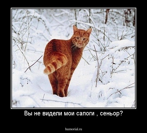 Вы не видели мои сапоги , сеньор?