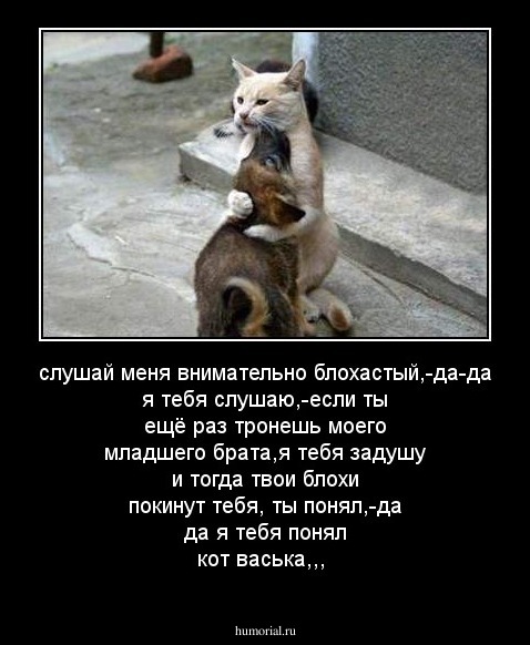 слушай меня внимательно блохастый,-да-да я тебя слушаю,-если ты ещё раз тронешь моего младшего брата,я тебя задушу и тогда твои блохи покинут тебя, ты понял,-да да я тебя понял кот васька,,,
