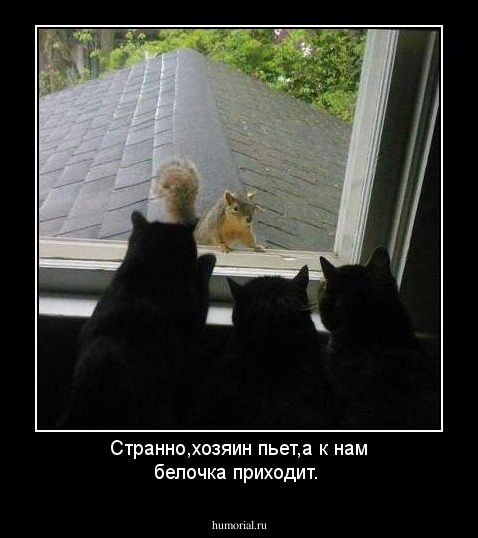 Странно,хозяин пьет,а к нам белочка приходит.