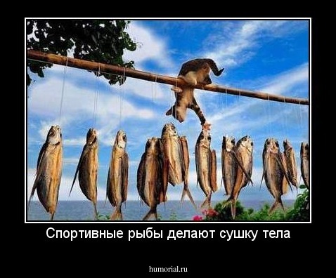 Спортивные рыбы делают сушку тела