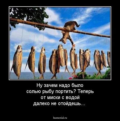 Ну зачем надо было солью рыбу портить? Теперь от миски с водой далеко не отойдешь...