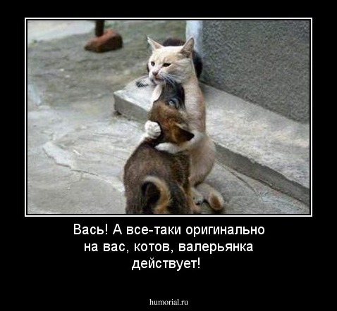 Вась! А все-таки оригинально на вас, котов, валерьянка действует!