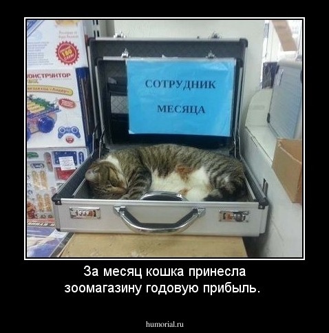 За месяц кошка принесла зоомагазину годовую прибыль.