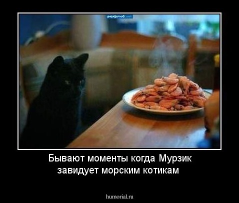 Бывают моменты когда Мурзик завидует морским котикам