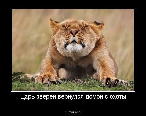 Царь зверей вернулся домой с охоты