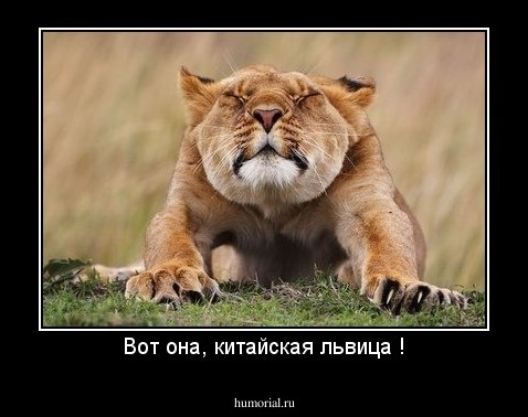 Вот она, китайская львица !