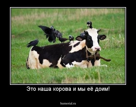 Это наша корова и мы её доим!