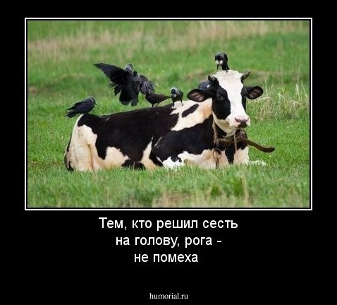 Тем, кто решил сесть на голову, рога - не помеха