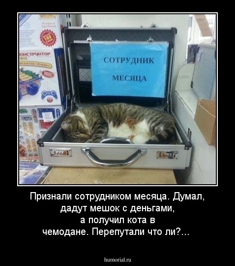 Признали сотрудником месяца. Думал, дадут мешок с деньгами, а получил кота в чемодане. Перепутали что ли?...