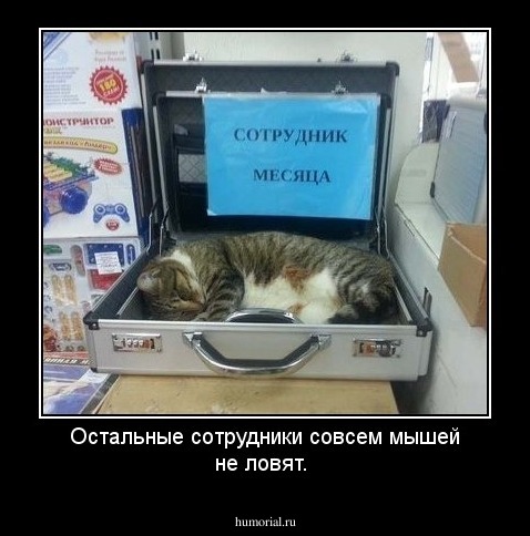 Остальные сотрудники совсем мышей не ловят.