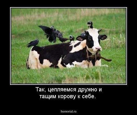 Так, цепляемся дружно и тащим  корову к себе.
