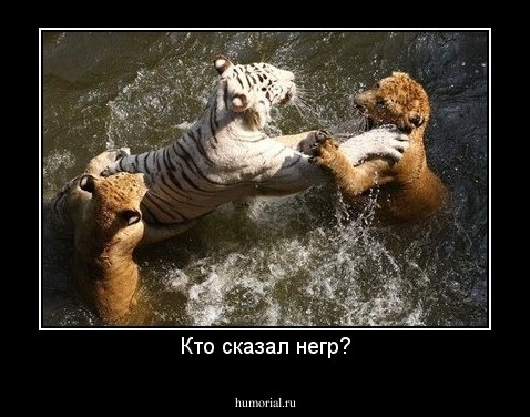 Кто сказал негр?