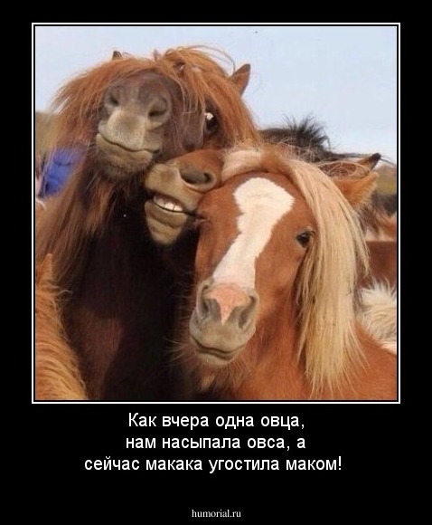 Как вчера одна овца, нам насыпала овса, а сейчас макака угостила маком!