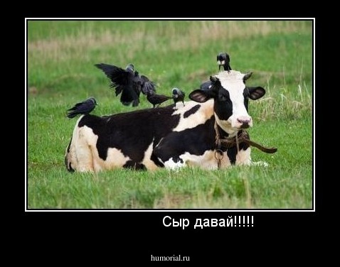                   Сыр давай!!!!!