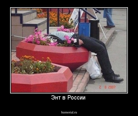 Энт в России 