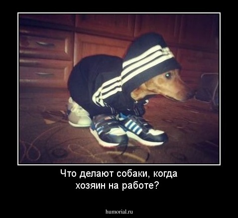 Что делают собаки, когда хозяин на работе?
