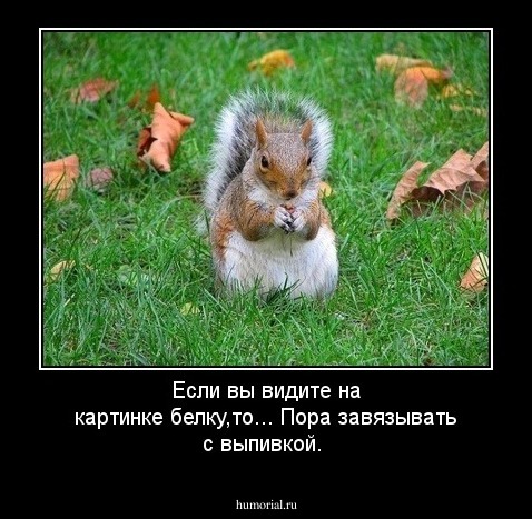 Если вы видите на картинке белку,то...
Пора завязывать с выпивкой.