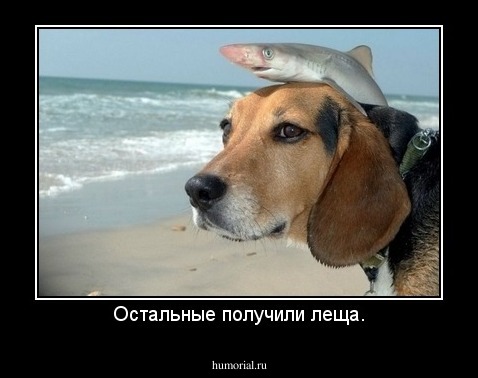 Остальные получили леща.