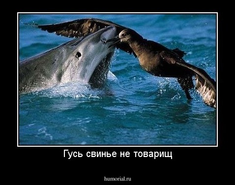 Гусь свинье не товарищ