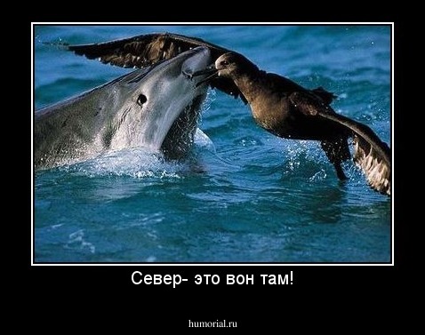 Север- это вон там!