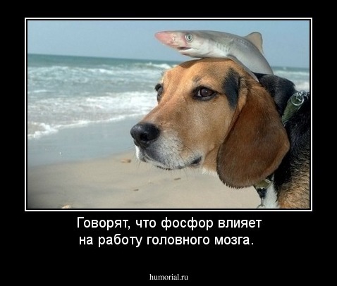 Говорят, что фосфор влияет на работу головного мозга.