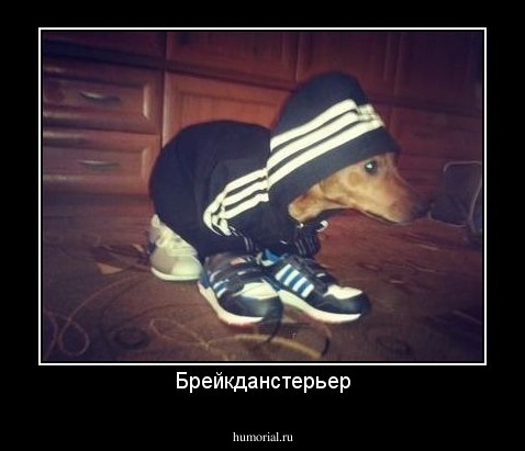 Брейкданстерьер