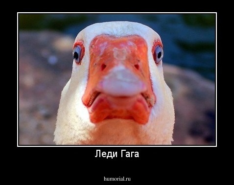 Леди Гага