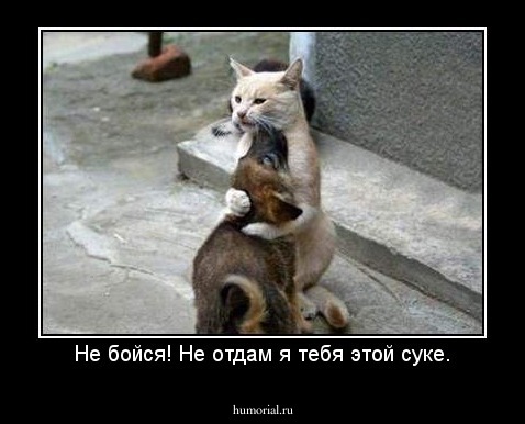 Не бойся! Не отдам я тебя этой суке.