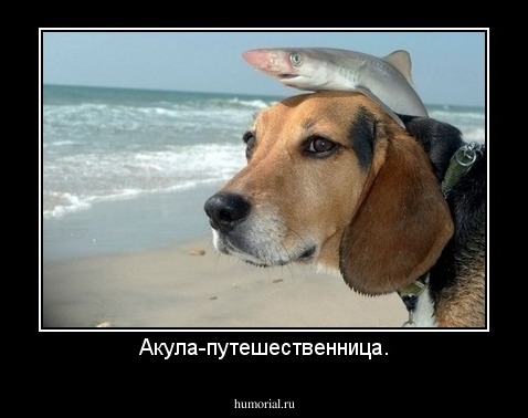 Акула-путешественница.