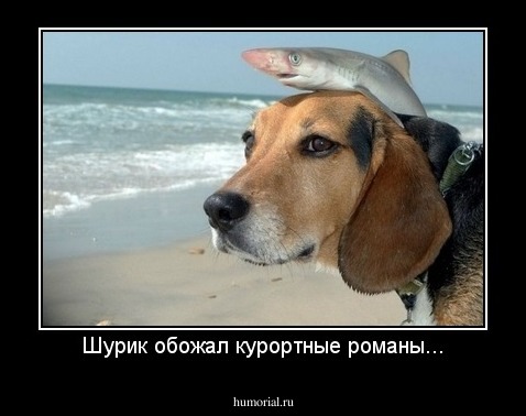 Шурик обожал курортные романы...