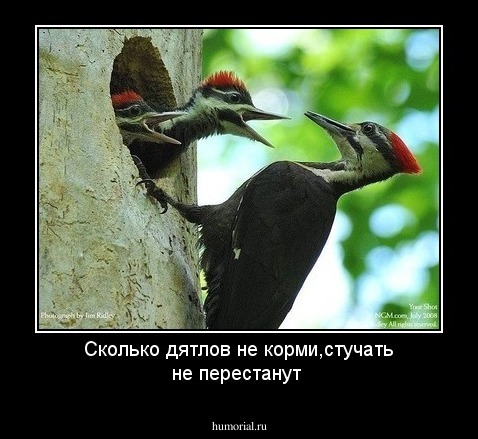 Сколько дятлов не корми,стучать не перестанут