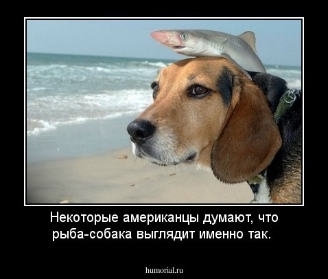 Некоторые американцы думают, что рыба-собака выглядит именно так.