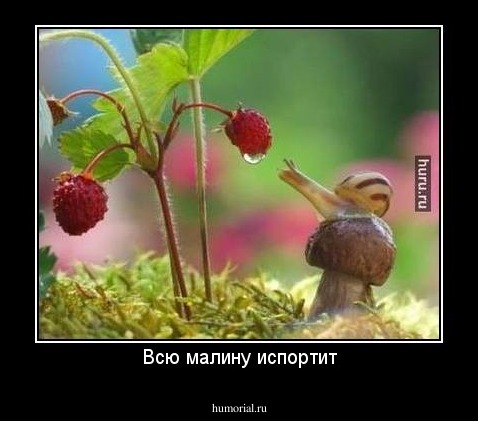 Всю малину испортит